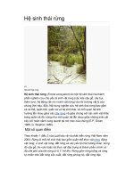 Hệ sinh thái rừng ppt