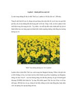 Lopburi – thành phố hoa mặt trời doc