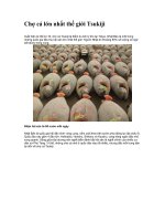 Chợ cá lớn nhất thế giới Tsukiji pdf