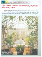 Chăm Sóc Cây Cảnh Trong Nhà - biên dịch Nguyễn Minh Tiến phần 5 pps