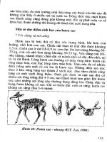 Kỹ Thuật Trồng 1 Số Cây Con Dưới Tán Rừng phần 8 pptx