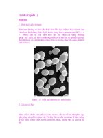 Vi sinh vật ( phần 1 ) Nấm men docx