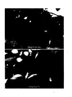 [Nông Nghiệp] Trồng Cây Hồng - Pgs.Ts.Phạm Văn Côn phần 5 doc