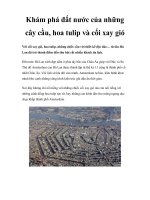 Khám phá đất nước của những cây cầu, hoa tulip và cối xay gió docx