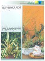 Chăm Sóc Cây Cảnh Trong Nhà - biên dịch Nguyễn Minh Tiến phần 6 docx