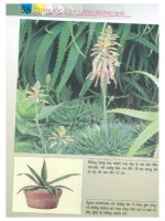 Chăm Sóc Cây Cảnh Trong Nhà - biên dịch Nguyễn Minh Tiến phần 7 pot