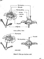 [Nông Nghiệp] Trồng Xoài, Na, Đu Đủ, Hồng Xiêm - Gs.Ts.Trần Thế Tục phần 4 pdf