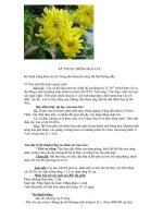 Kỹ thuật trồng hoa cúc pdf