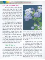 Chăm Sóc Cây Cảnh Trong Nhà - biên dịch Nguyễn Minh Tiến phần 3 docx