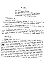 Kỹ Thuật Trồng 1 Số Cây Con Dưới Tán Rừng phần 4 pot