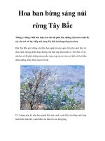 Hoa ban bừng sáng núi rừng Tây Bắc ppt