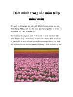 Đắm mình trong sắc màu tulip mùa xuân docx