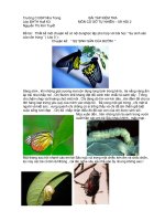 Sự sinh sản của côn trùng