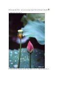 Hiêu ứng ảnh - Tranh thủy mạc 2 potx