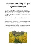 Mùa thu ở vùng trồng nho gần cực bắc nhất thế giới pps