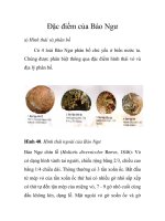 Đặc điểm của Bào Ngư pot