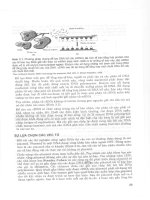 Gen trị liệu: Phương pháp trị liệu bằng Gen - Ts.Nguyễn Văn Kỉnh phần 3 pps