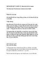 BỆNH HÉO RŨ VI KHUẨN docx