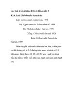 Các loại kí sinh trùng trên cá dầy - phần 2 ppt