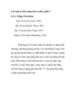 Các loại kí sinh trùng trên cá dầy - phần 1 potx