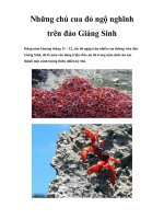 Những chú cua đỏ ngộ nghĩnh trên đảo Giáng Sinh doc