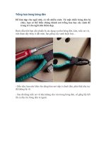 Trồng hoa trong bóng đèn