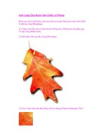 Icon Logo Giọt Nước trên Chiếc Lá Phong doc