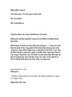 Bệnh đốm rong lá và khô cháy hoa pdf