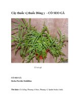 Cây thuốc vị thuốc Đông y - CỎ SEO GÀ pot
