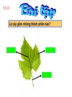 Tiet 26:Bai tap (Sinh 6)