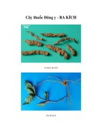 Cây thuốc Đông y - BA KÍCH pps