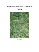 Cây thuốc vị thuốc Đông y - CỎ ROI NGỰA ppt