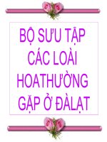 Một số loài hoa Dalat