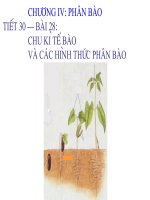 chu ki te bao