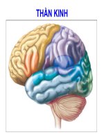 Than kinh va Giac quan