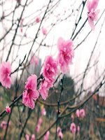 Bộ sưu tập hoa đào