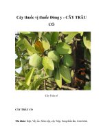 Cây thuốc vị thuốc Đông y - CÂY TRÂU CỔ pps