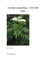 Cây thuốc vị thuốc Đông y - CÂY CƠM CHÁY ppt