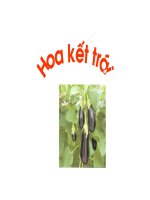 Thơ : Hoa kết trái ( CĐ: Thế giới thực vạt xung quanh bé)