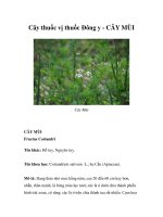 Cây thuốc vị thuốc Đông y - CÂY MÙI pps