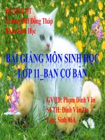 Quang hợp ở thực vật