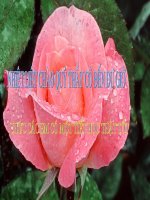 Biết ơn thầy giáo, cô giáo ( t1 )