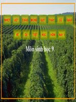 bài 35. ưu thế lai