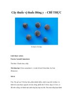 Cây thuốc vị thuốc Đông y - CHỈ THỰC doc