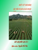 Vùng Tây Nguyên (tt)