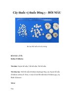 Cây thuốc vị thuốc Đông y - BỐI MẪU pot