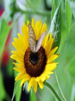 CÁC LOẠI HOA ĐẸP