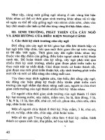 Cây Ngô, Thâm Canh Ngô Tăng Năng Suất - TS. Đường Hồng Dật phần 4 doc