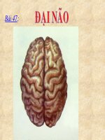 bài 47: đại não