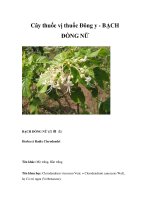 Cây thuốc vị thuốc Đông y - BẠCH ĐỒNG NỮ pot